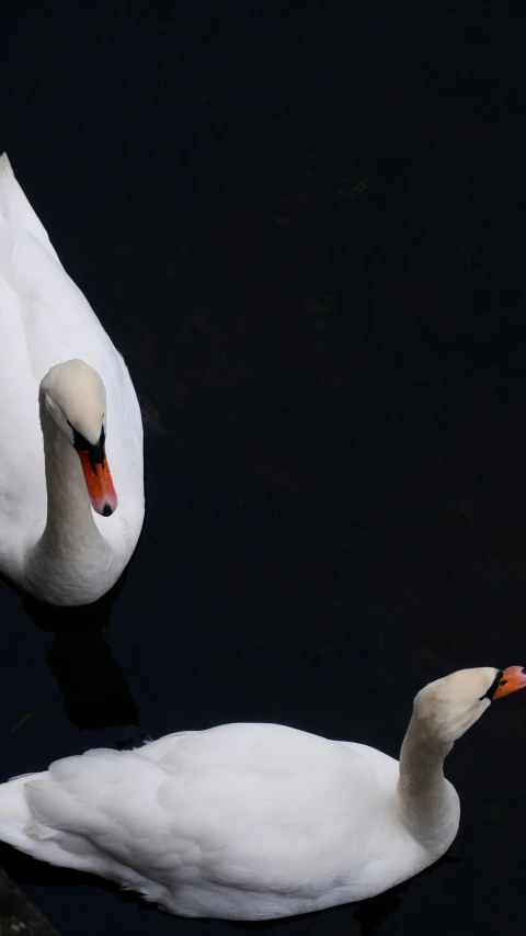 two white ducks floating on the water with their heads turned