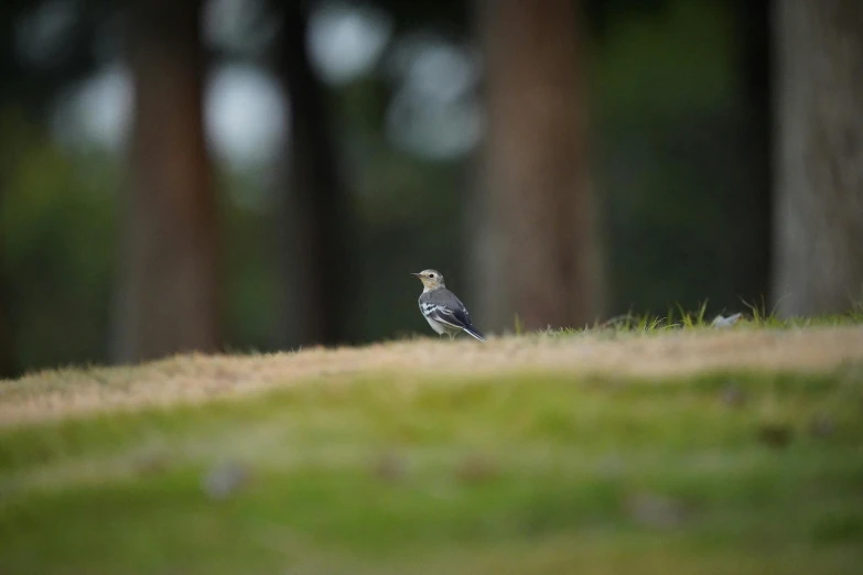 the bird is perched on the top of the hill near some trees