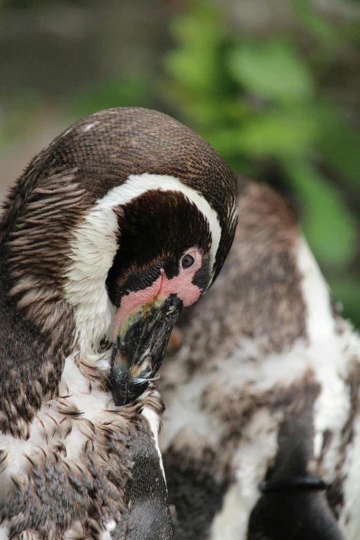 closeup of the face of two birds, one with red  and white head and two with pink 