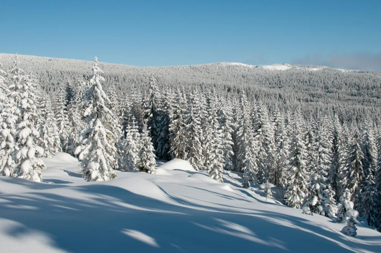 the view of snow covered trees in the distance