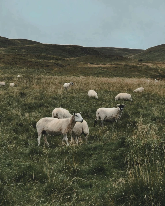 several sheep grazing in the grass of the middle of a field