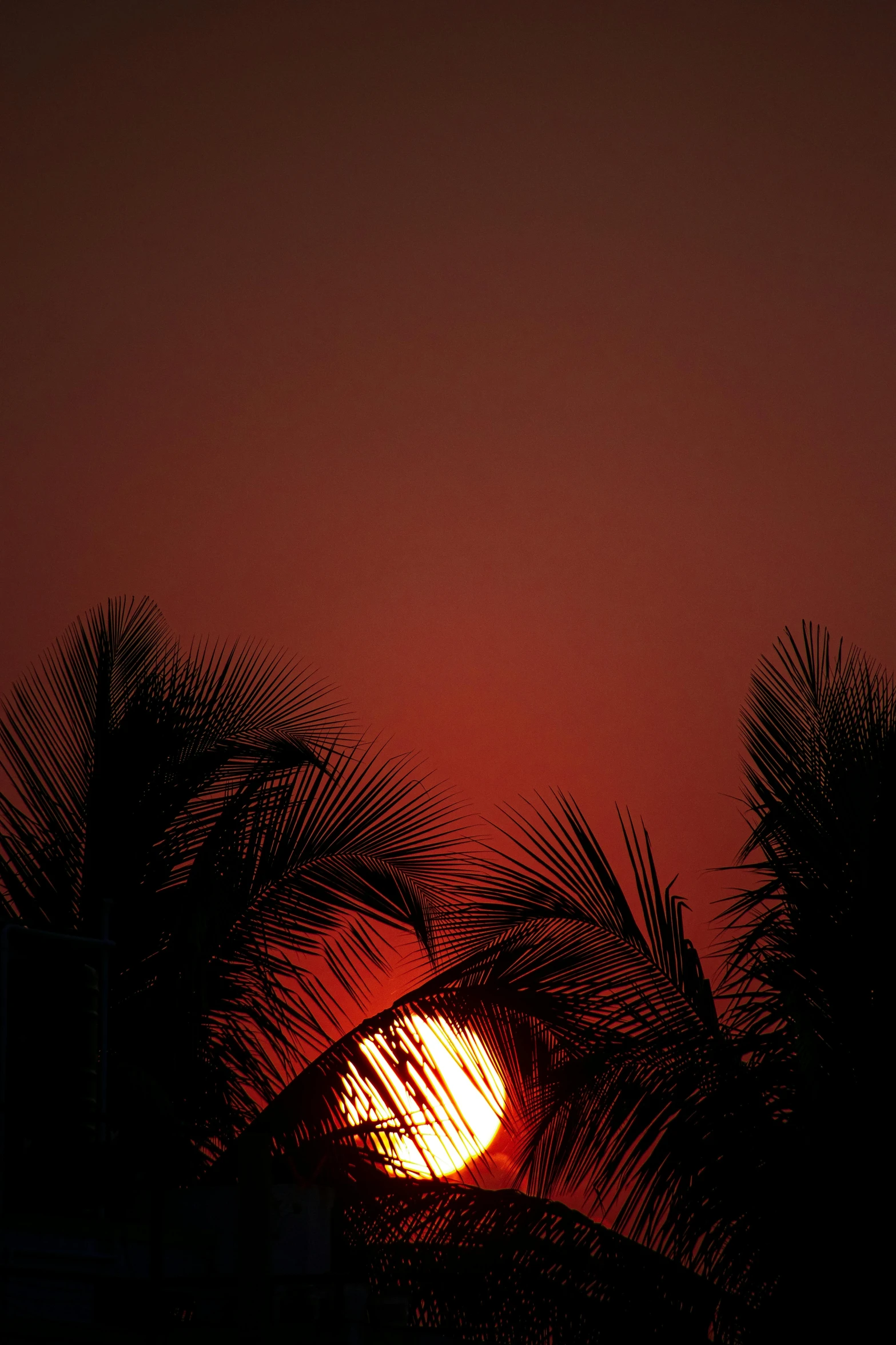 the sun behind a tree with palm trees below