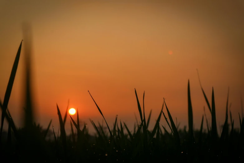 the sun is rising over a grassy field