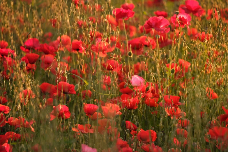 a large field with many red flowers on it