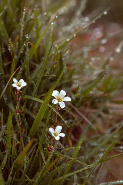 flowers that are in the grass and water drops