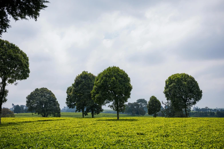 three trees standing in the middle of a field