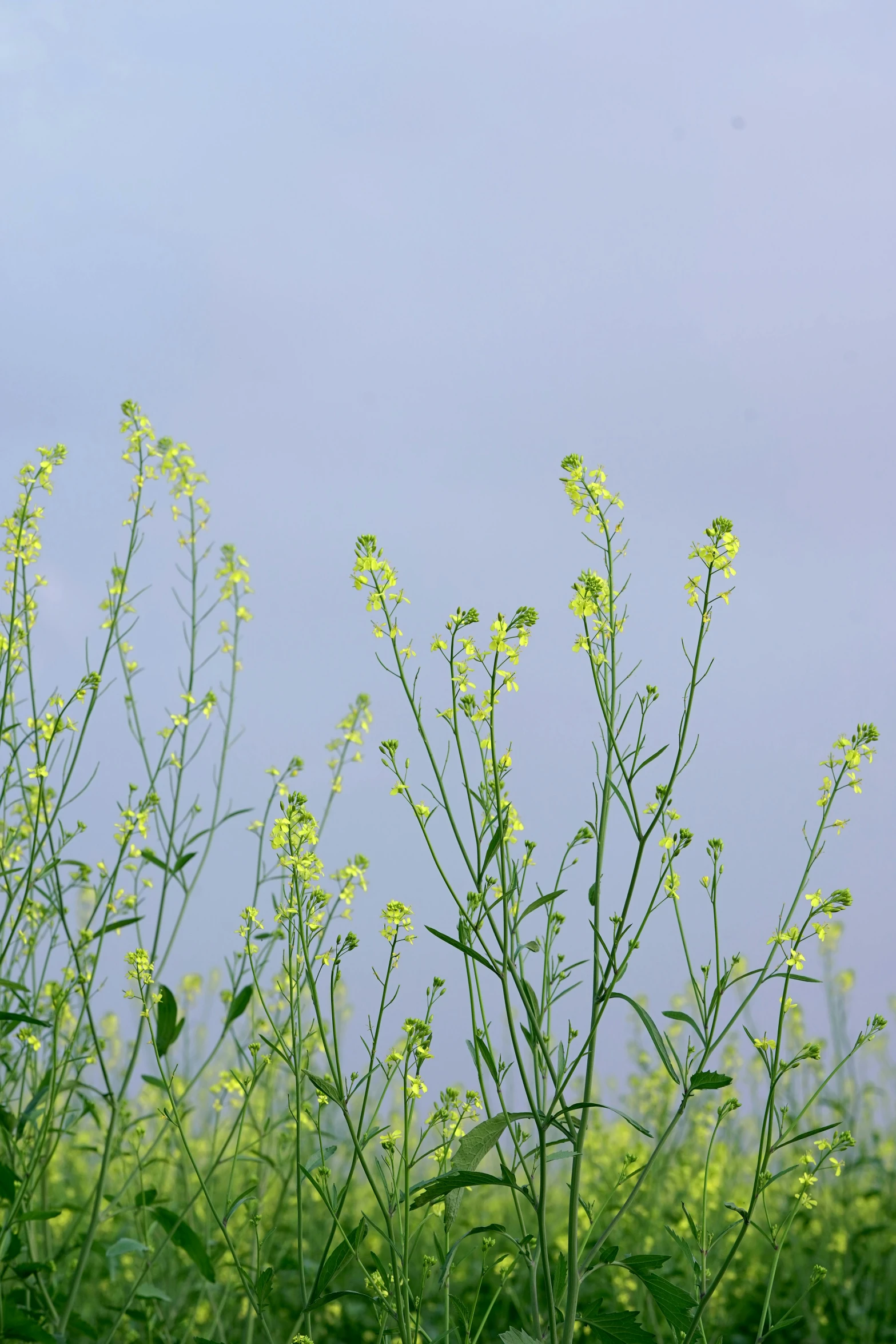 a bird on a bush with bright green leaves