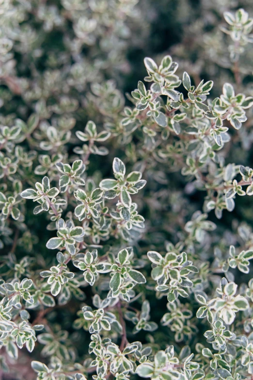 a close up view of some little green plants