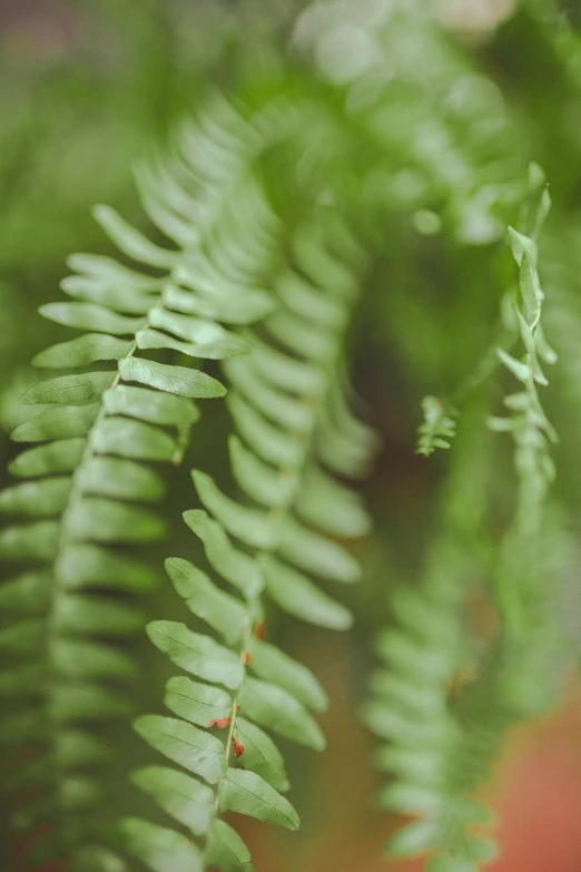 a close up of green fern leaves