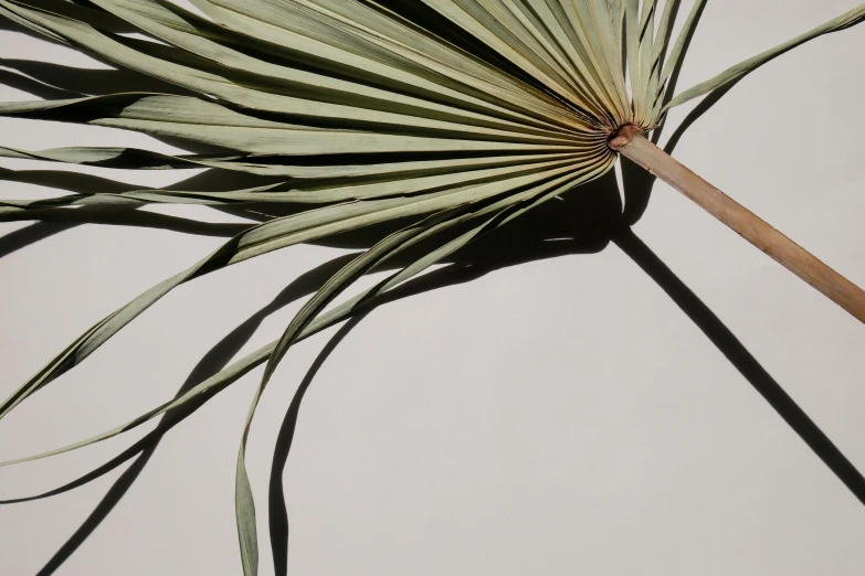 a large leaf laying on top of a white table