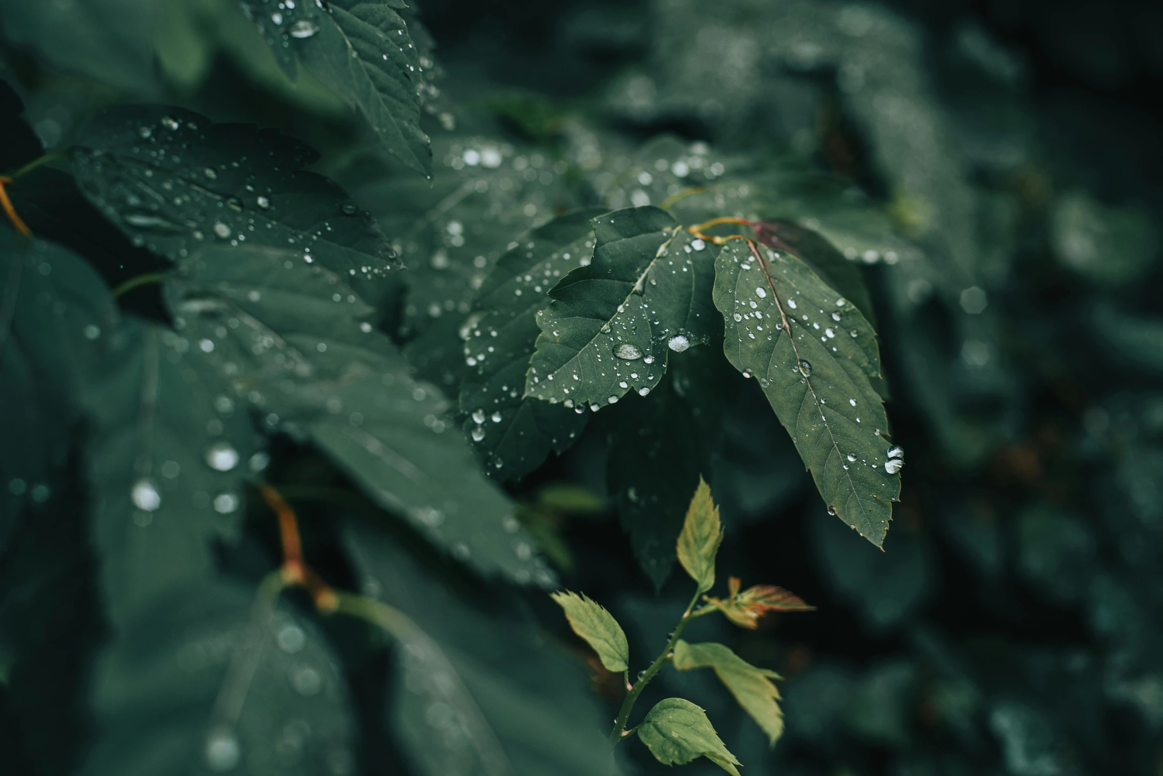 a green plant with leaves covered in water droplets