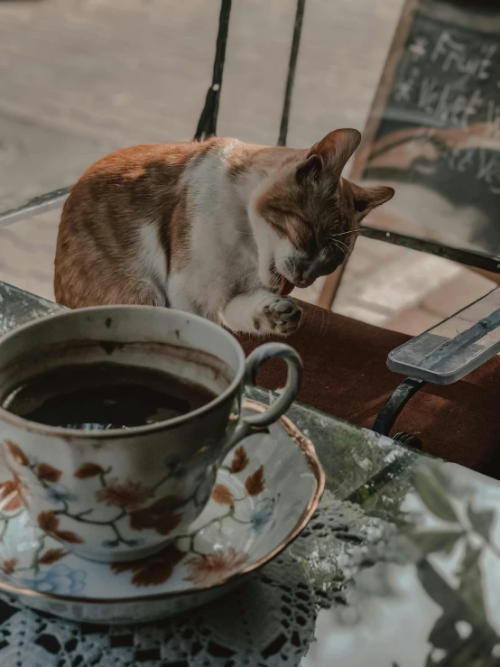 a cat looking at a cup of tea