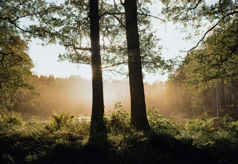 sunlight shining in between some tall trees