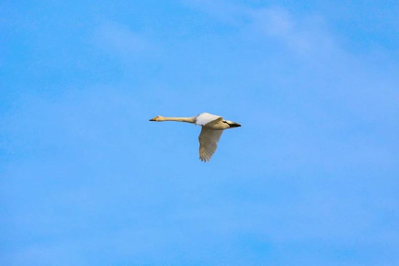 there is a bird flying in the sky