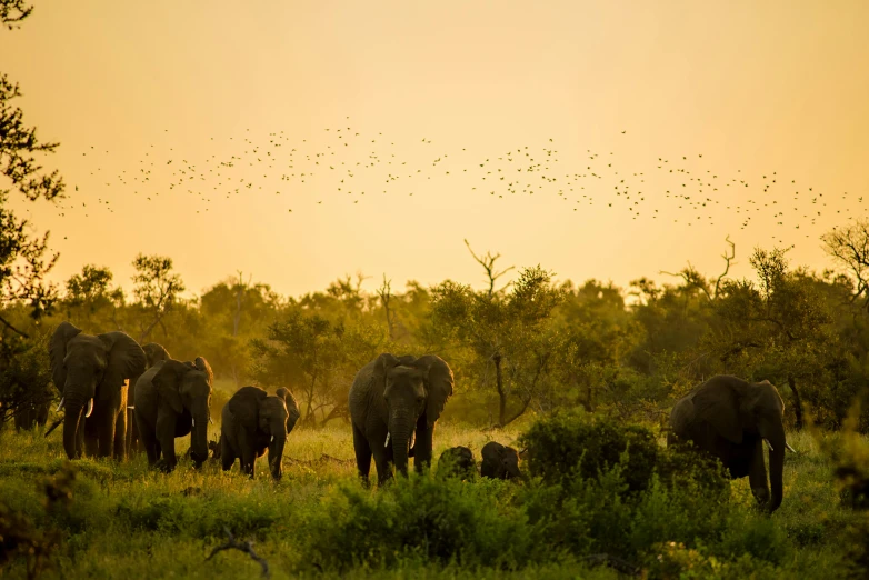 a herd of elephants standing in a field near some trees