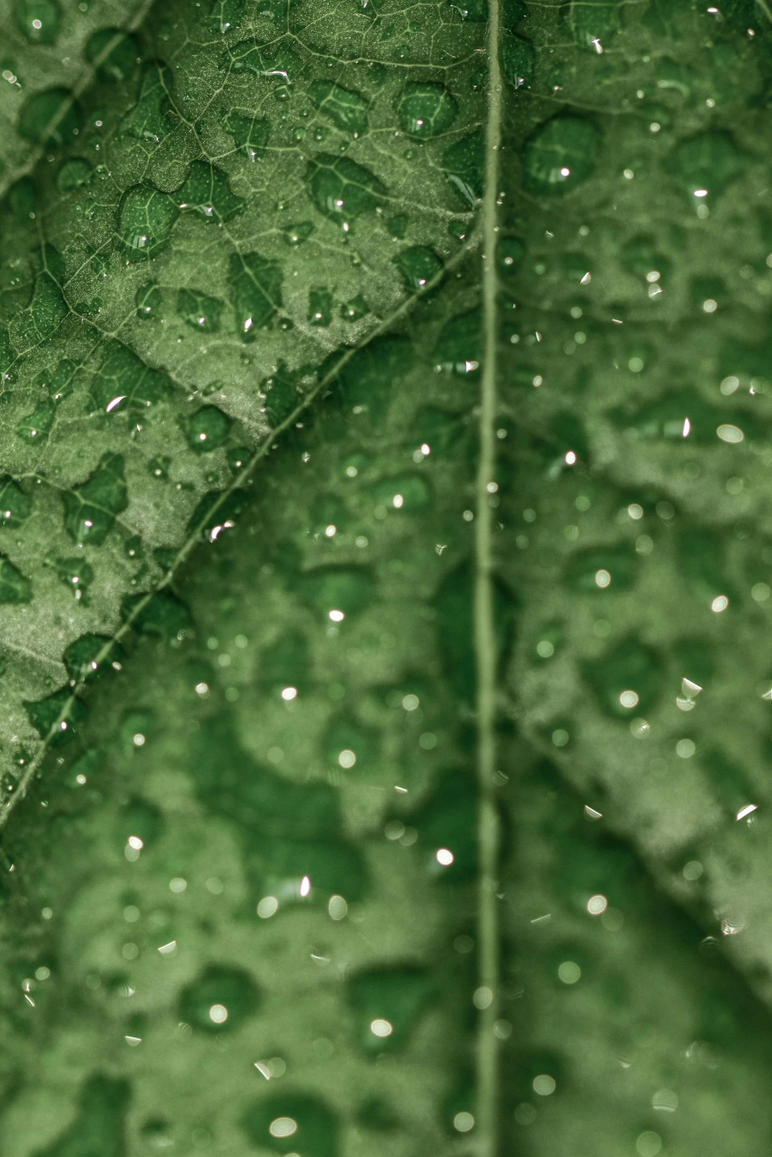 a close up s of the green leaf that is covered with rain