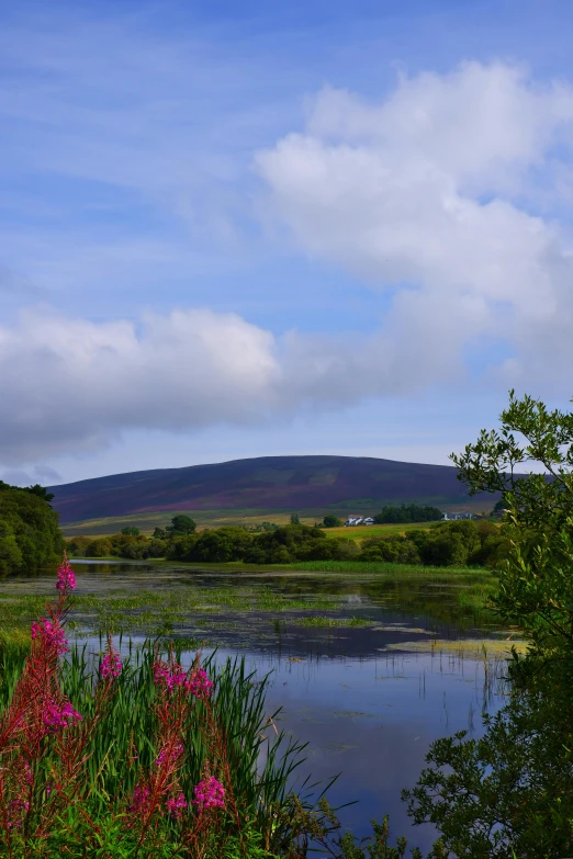 a scenic landscape view of a pond surrounded by flowers