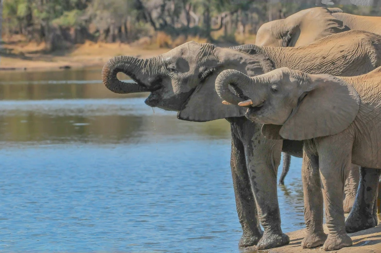 two elephants with their trunks hanging back near water