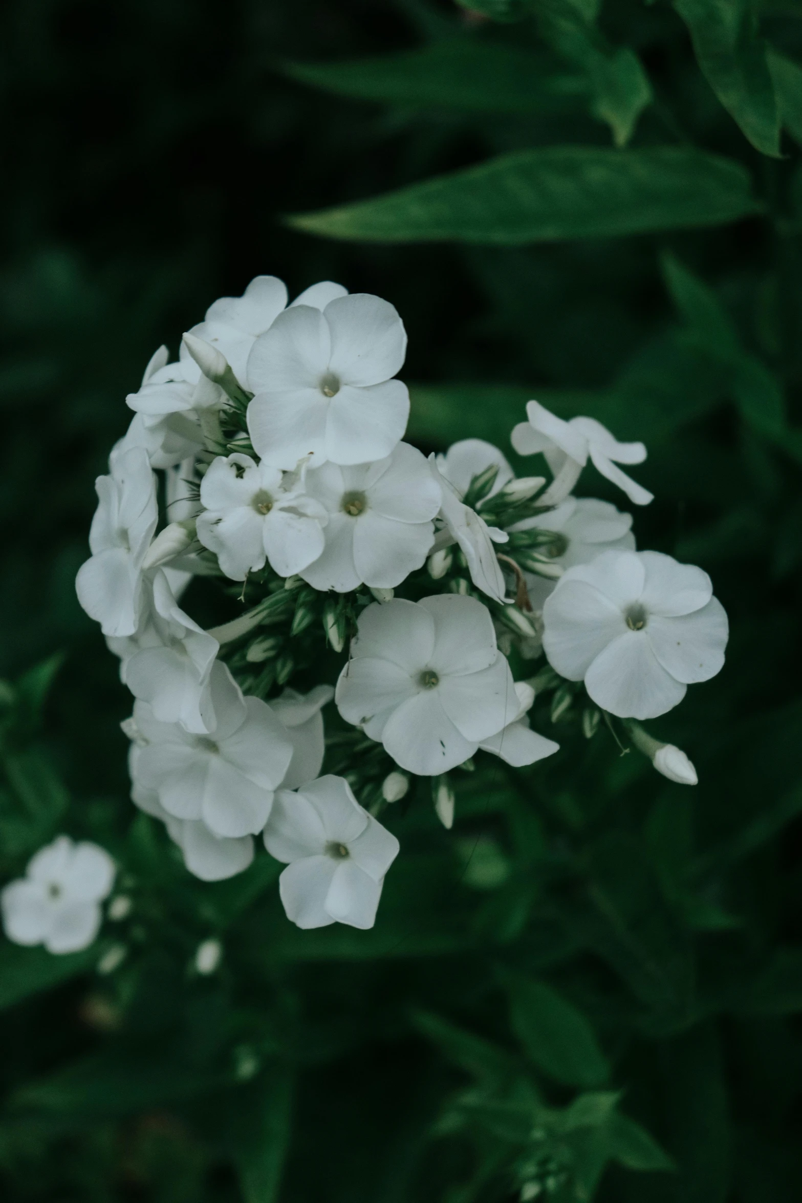 closeup of a cluster of flowers growing on a plant