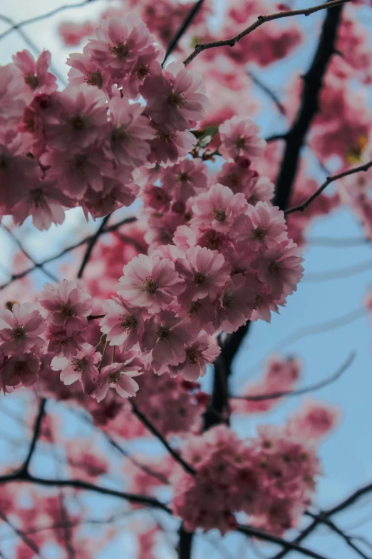 pink blossom on a tree at dusk