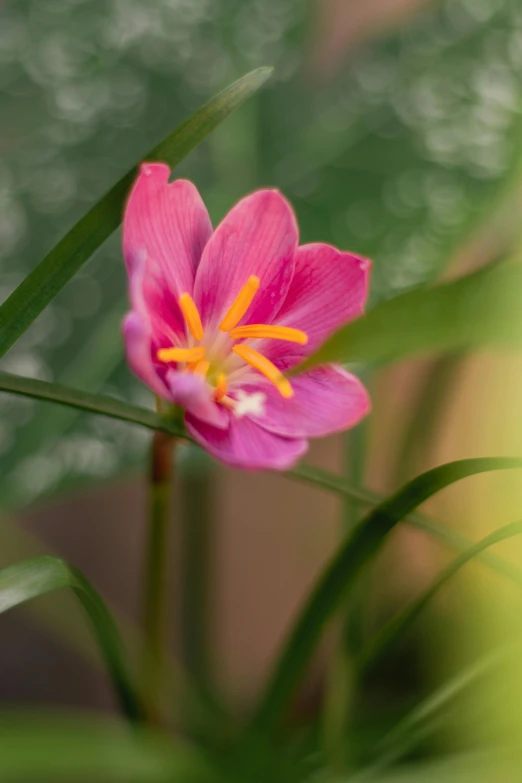 pink flower growing on tall green stems next to grass