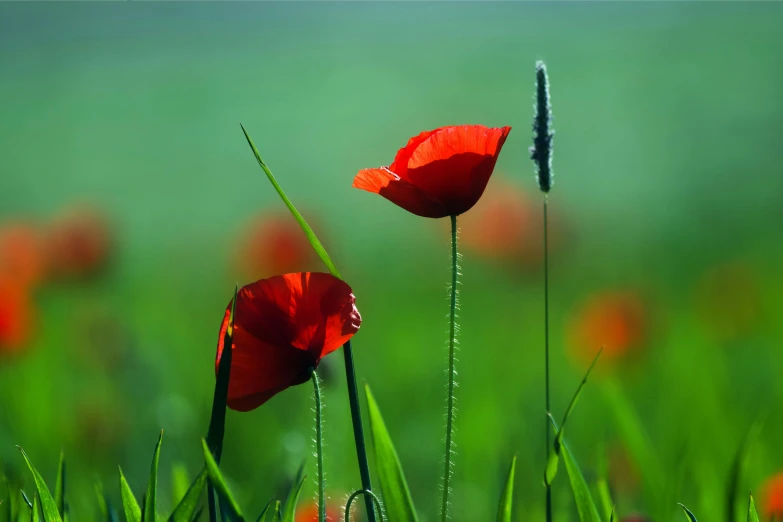 two red flowers are sitting on some green grass