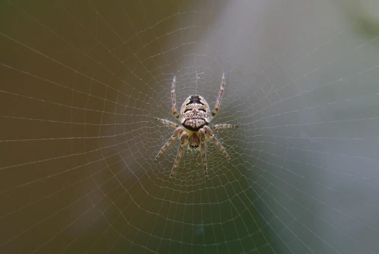 a spider sitting on a web in the middle of a green field