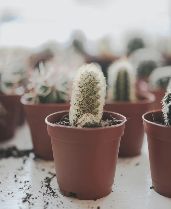 two small cactus plants next to each other