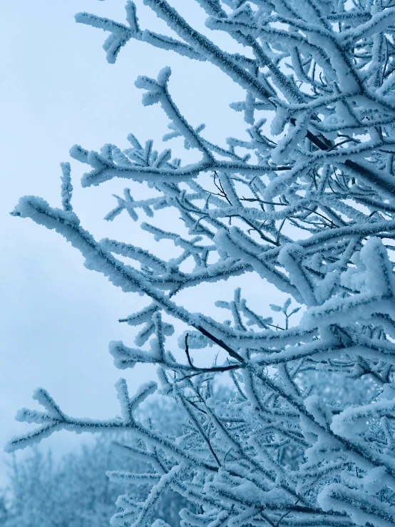 trees on a foggy day in winter