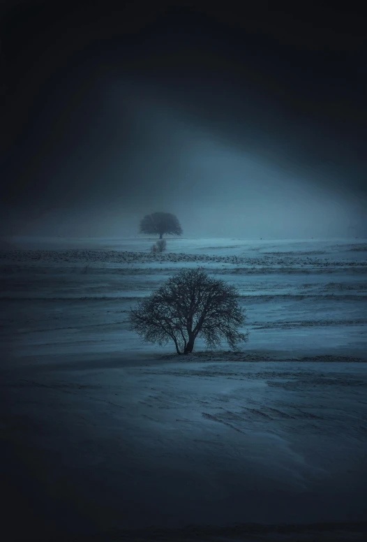 a lone tree stands in an empty field in the dark