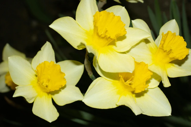 a bunch of yellow flowers with dark background