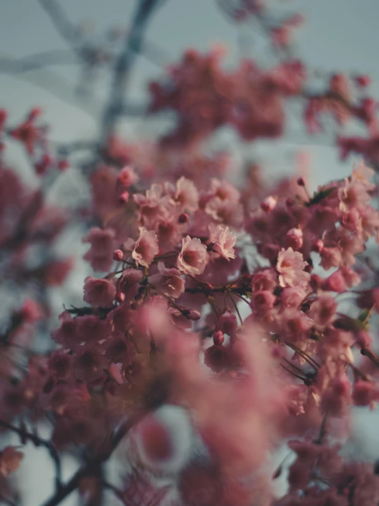 a tree with flowers on it's nches in the day