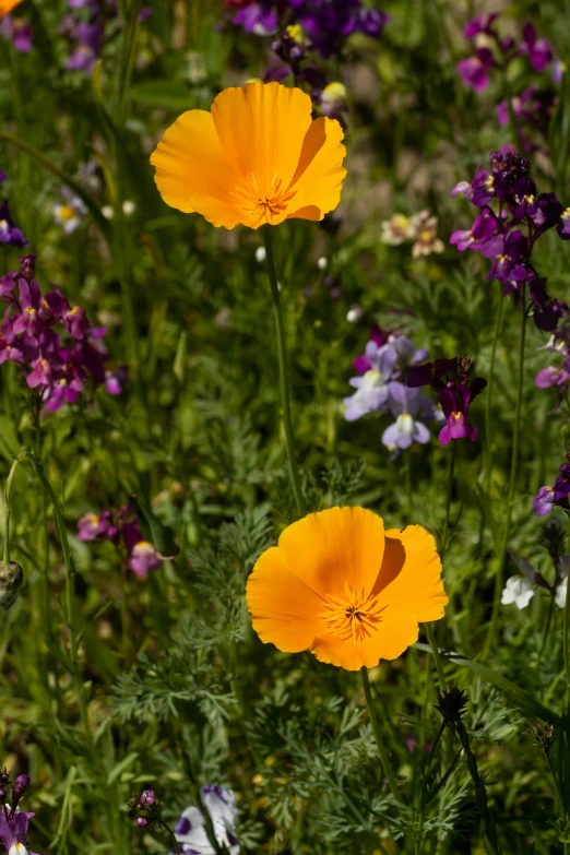 yellow poppy flowers grow in a grassy area