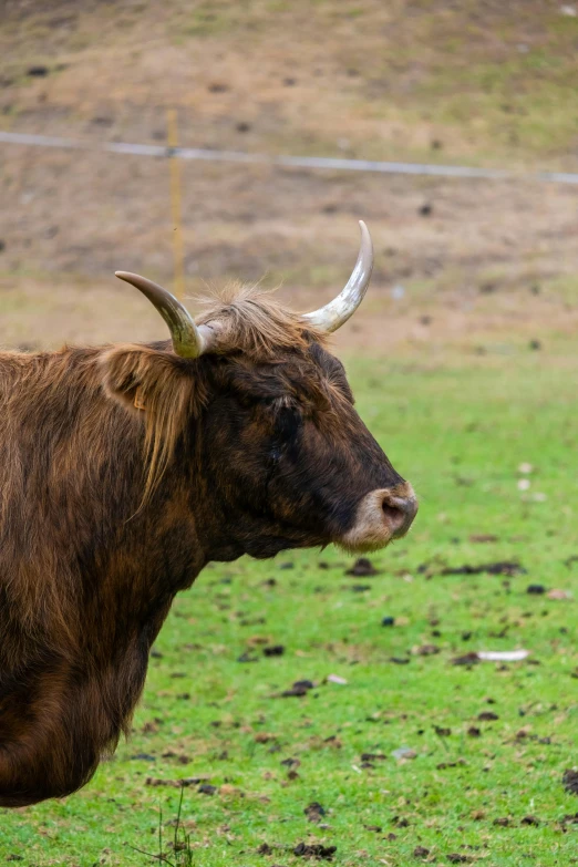 a brown cow with horns standing in the grass