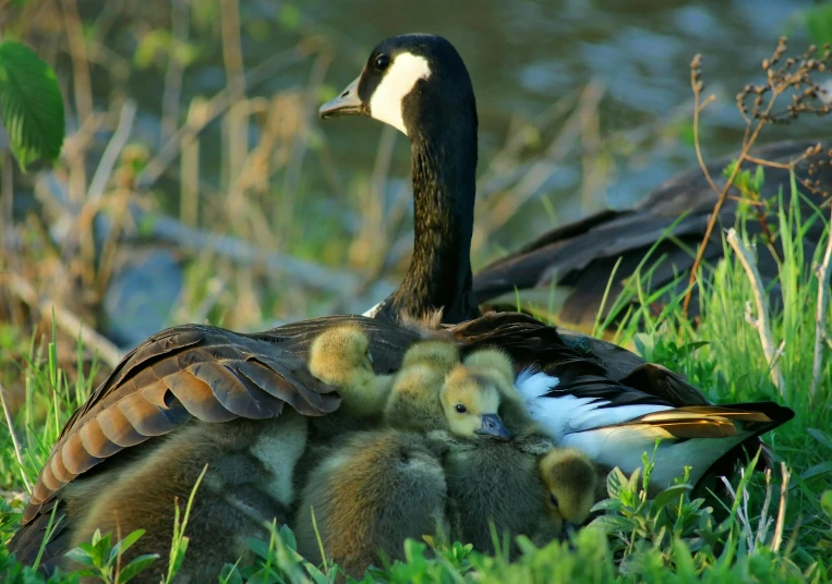 a mother duck nursing her baby and two chicks