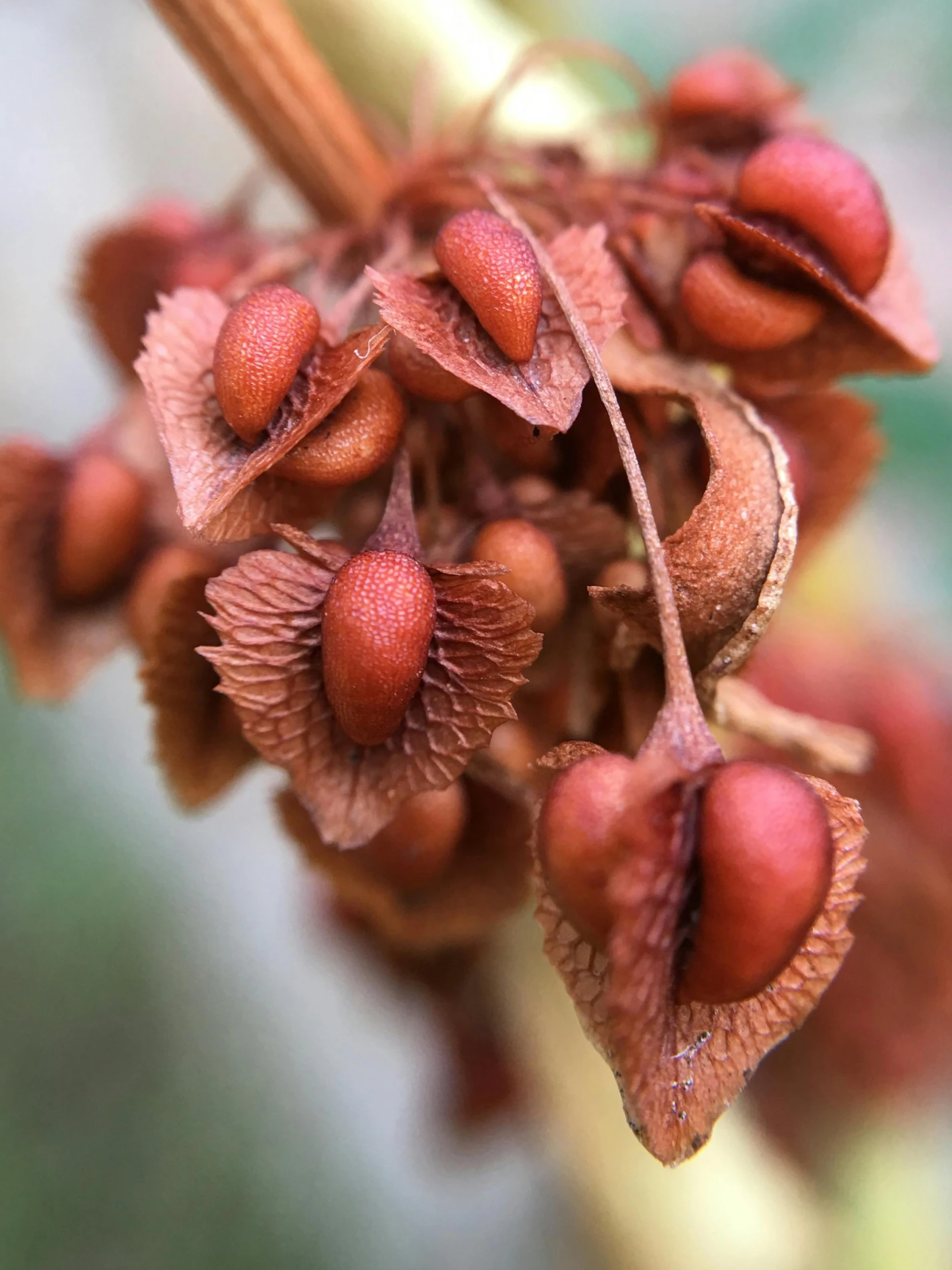 close up view of a flower bud with brown tips