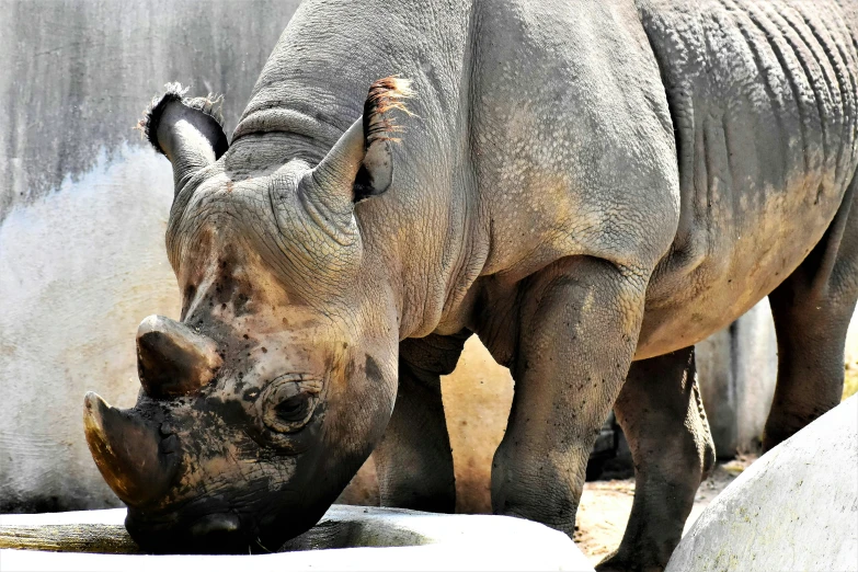 the baby rhino is next to its mother