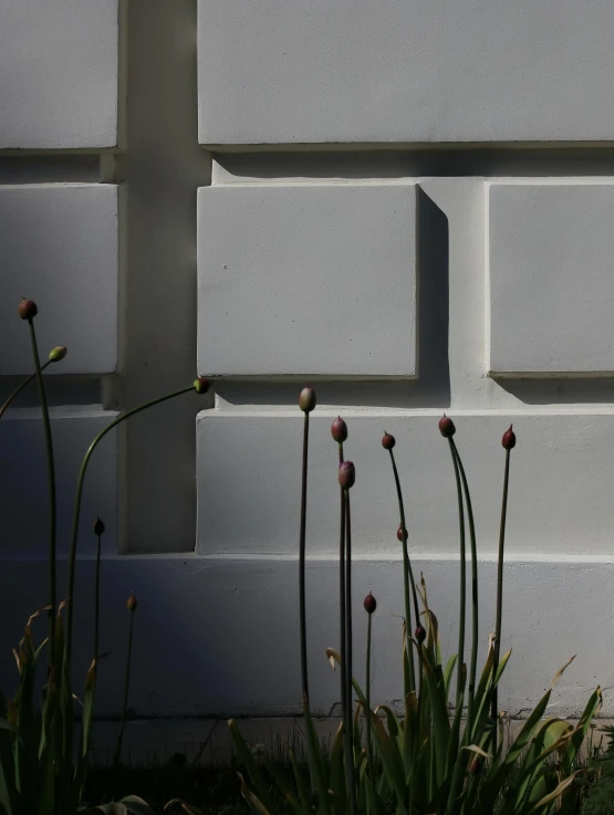 a brick wall has three flowers growing outside