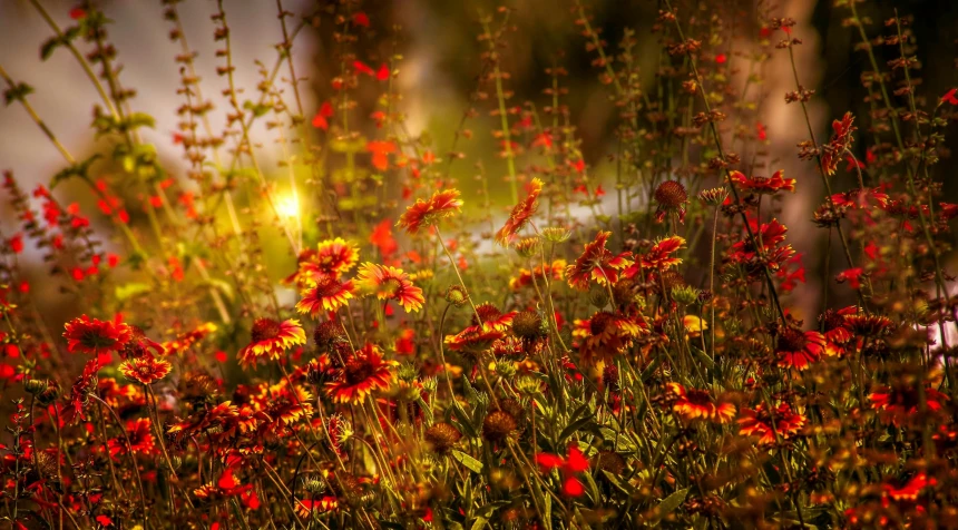 orange wild flowers stand in a grassy area