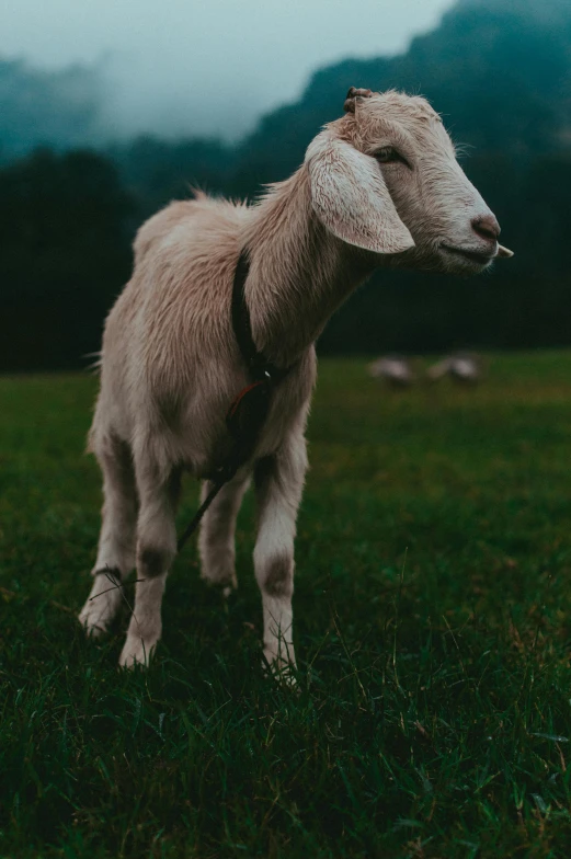 a small goat is in the grass outside