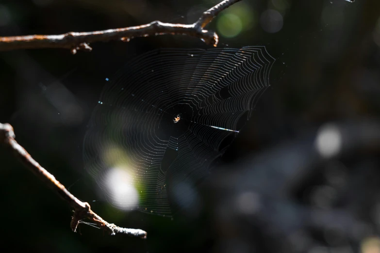 spider web in the middle of a tree nch