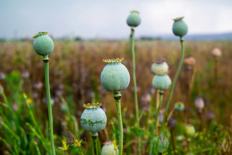 four poppys growing in a field of green