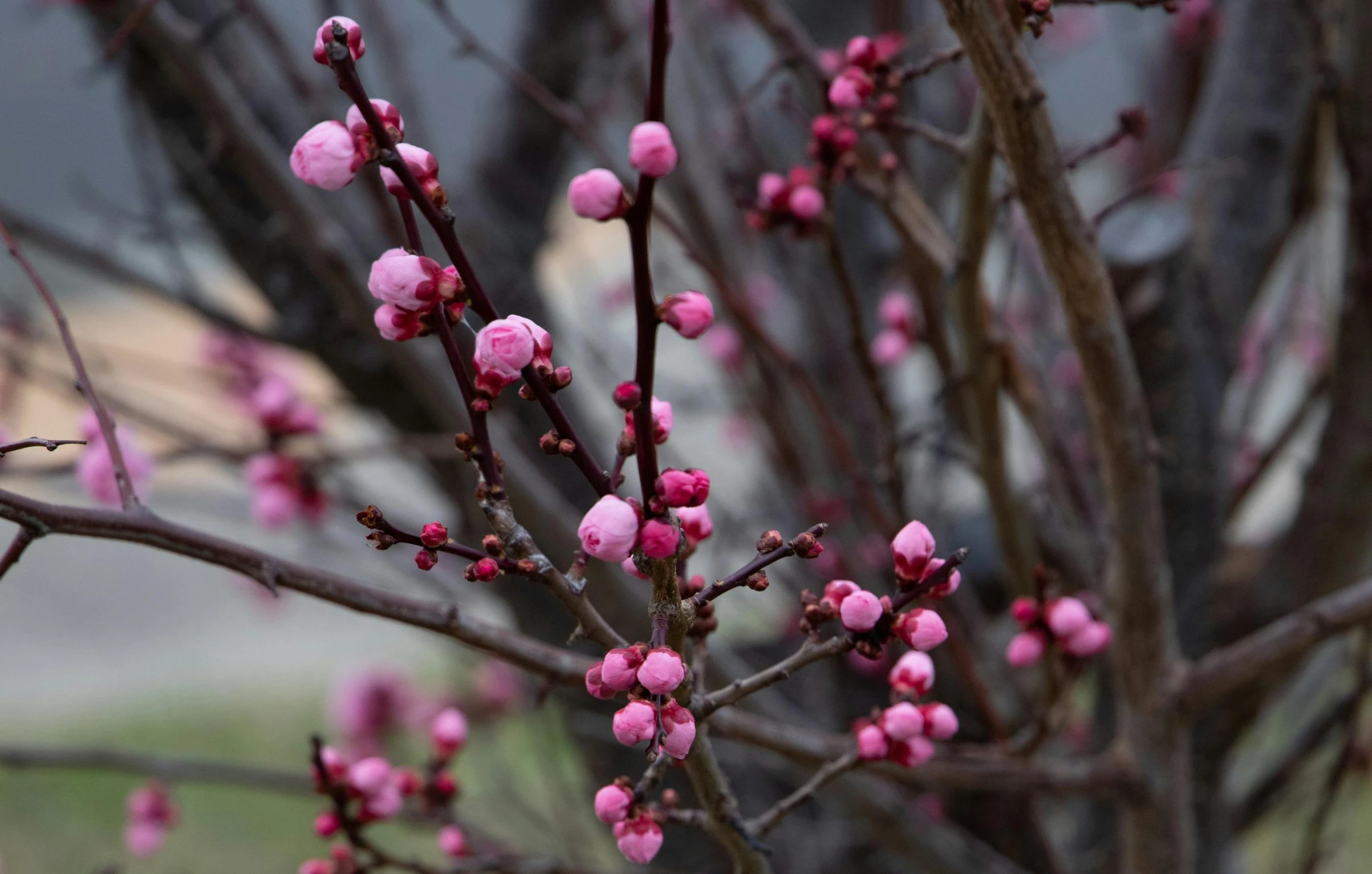 a tree with lots of pink flowers growing on it