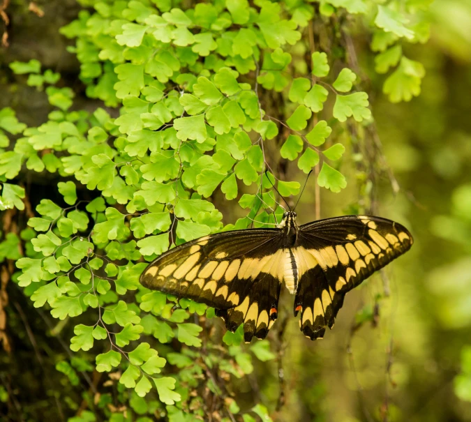 a large erfly resting on a green plant