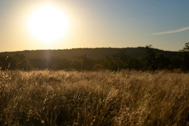 a field that is in the grass with the sun in the distance