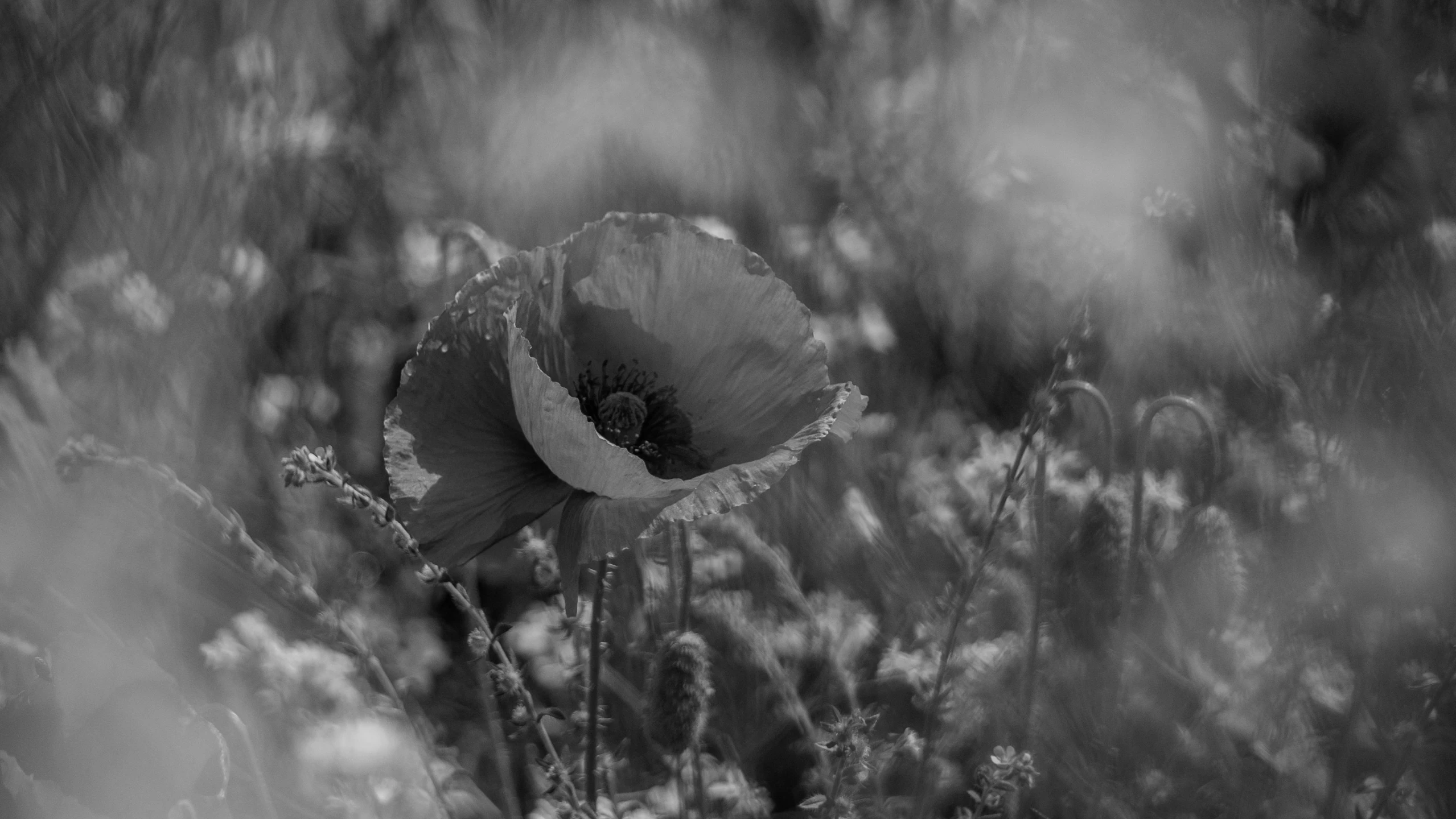 black and white pograph of a flower in the grass