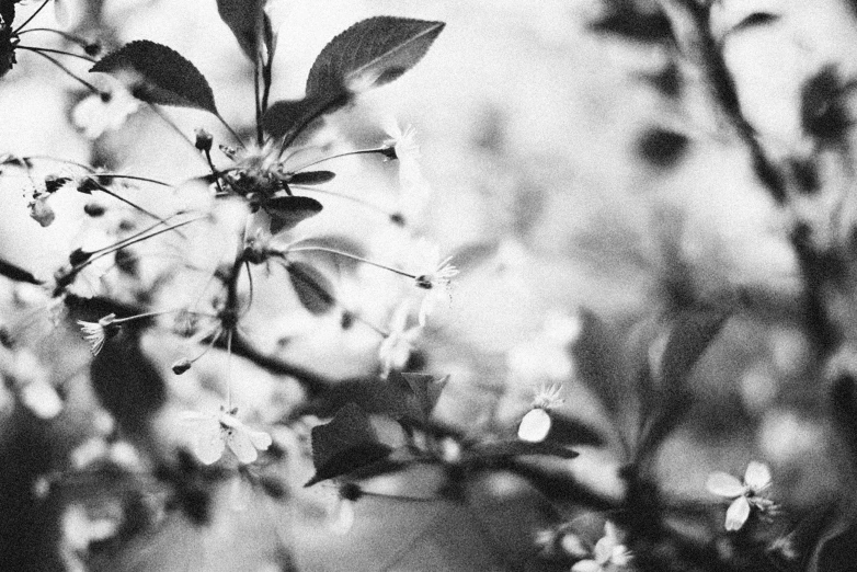 closeup of a shrub with a lot of leaves