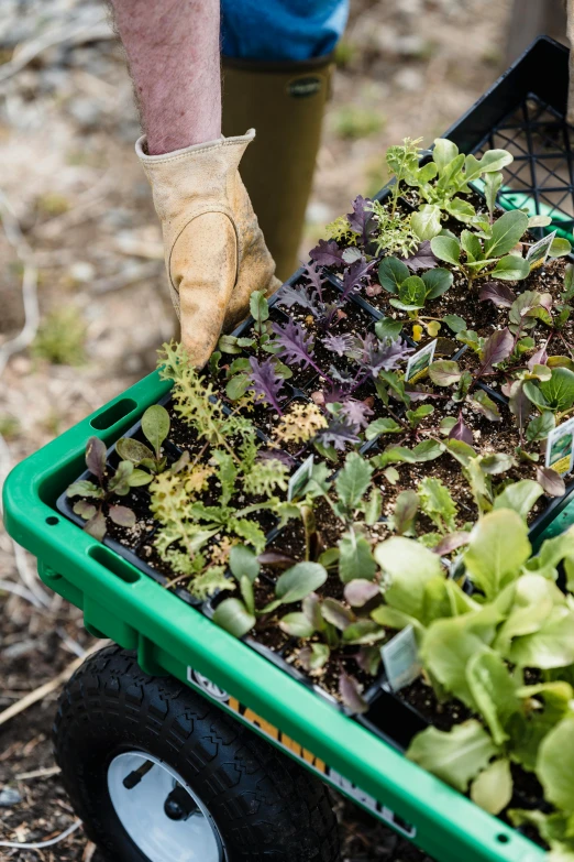 man in gardening gloves picking up plants out of a green cart