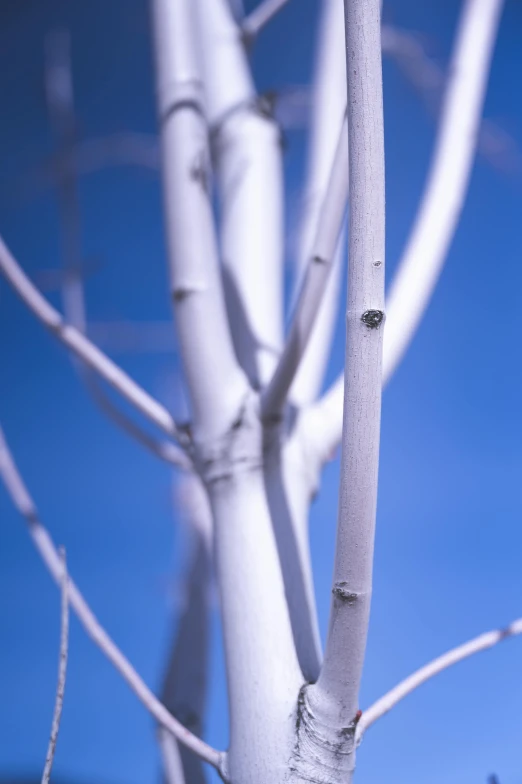 white tree nches against a blue sky