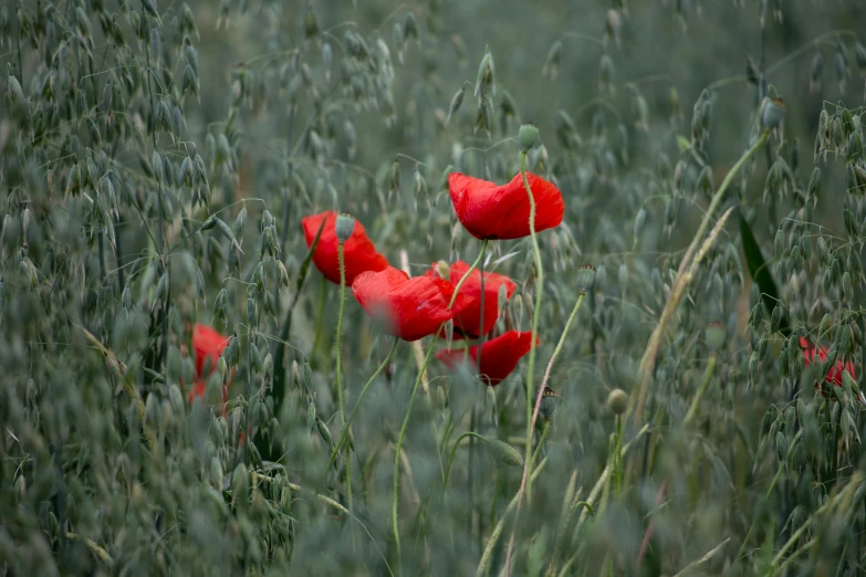 the red flowers are standing tall in the field